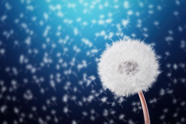 dandelion-827000_640